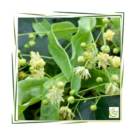 Hydrolat Lindenblüten zertifiziert BIO